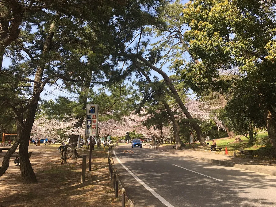 松と桜の間を通る琴弾公園の園路