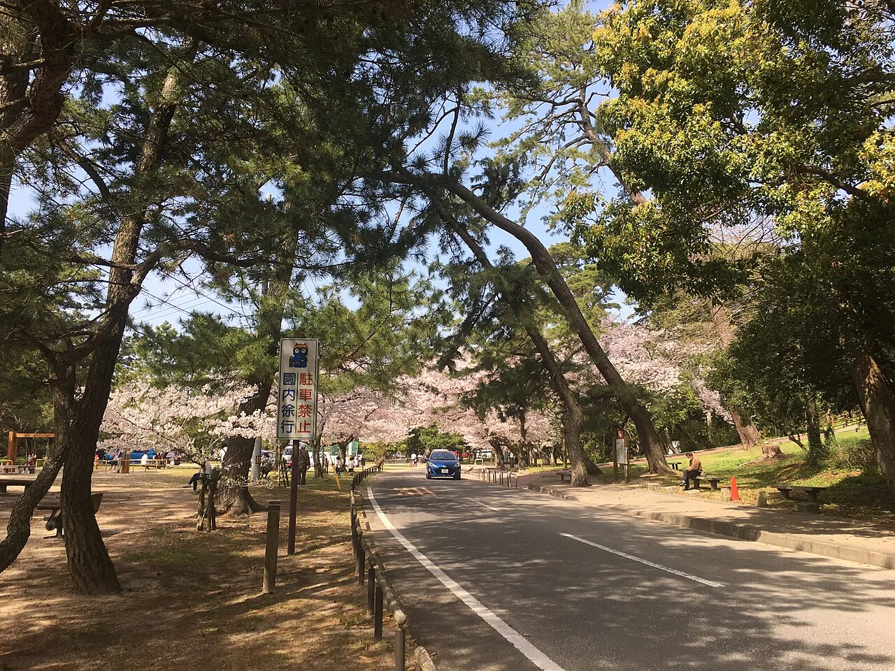 松と桜の間を通る琴弾公園の園路