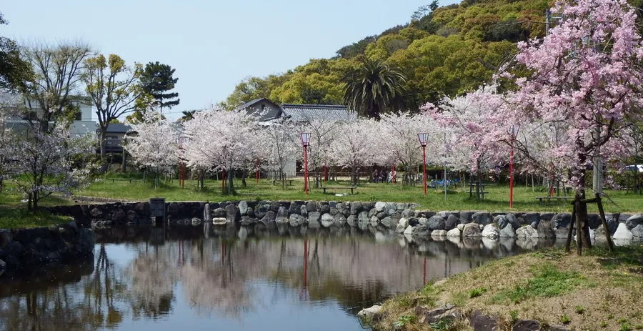 琴弾公園の池に映る満開の桜