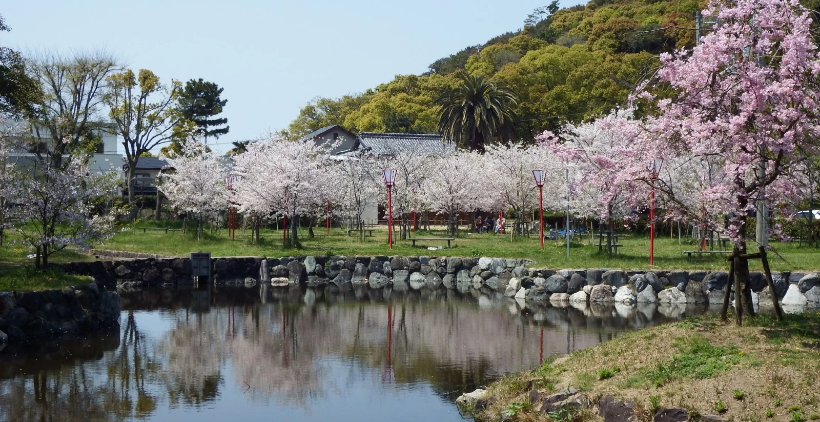 琴弾公園の桜と池
