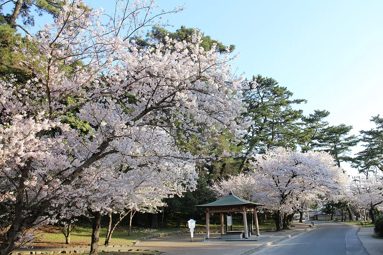 桜が咲く琴弾公園